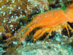 Phyllamphion elegans