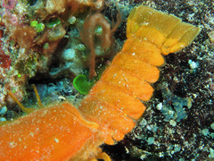 Phyllamphion elegans