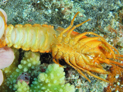 Phyllamphion elegans