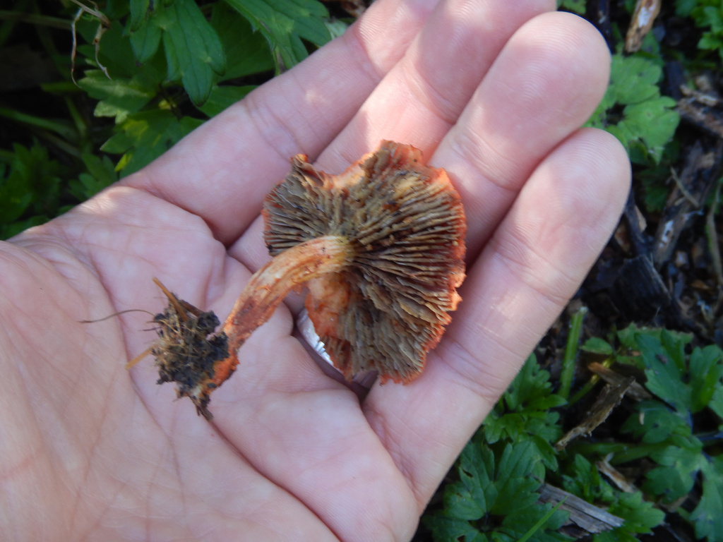 Leratiomyces ceres · April 2025 · photo: © jon_sullivan (iNaturalist, cc-by)