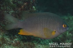 Plectroglyphidodon gascoynei