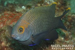 Plectroglyphidodon apicalis