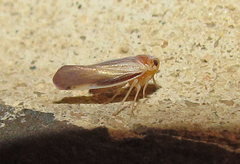 Omolicna uhleri