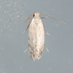 Battaristis nigratomella