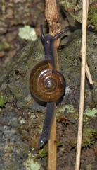 Limacoidei