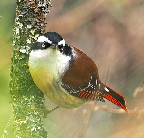 Red-tailed Minla (Minla ignotincta), photo 6