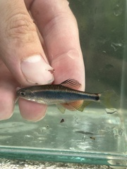 Apalachee Shiner photo 2