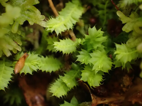 Acrobolbus lophocoleoides