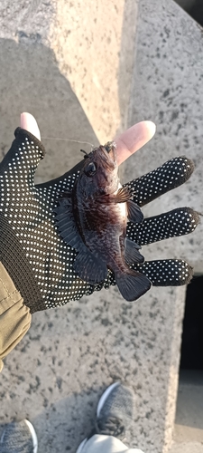 Fox rockfish (Sebastes vulpes) — Sebastidae — 3