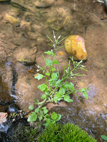 small-anthered bittercress (Cardamine micranthera)