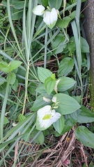 三白草