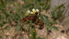 Poecilanthrax arethusa