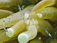 Ancylomenes venustus