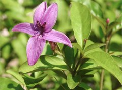 Pseuderanthemum laxiflorum