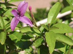 Pseuderanthemum laxiflorum