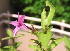 Pseuderanthemum laxiflorum