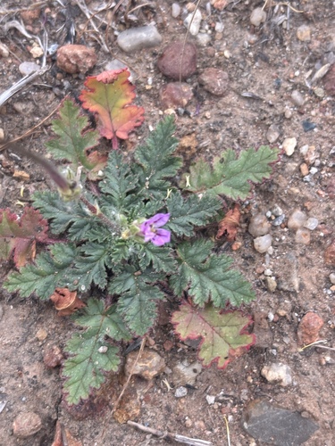 Shortfruit stork's bill (Erodium brachycarpum)