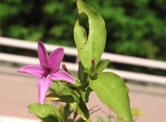 Pseuderanthemum laxiflorum