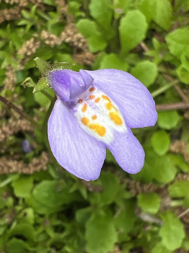 Image of Mazus miquelii by (c) Andy Jordan, some rights reserved (CC BY)