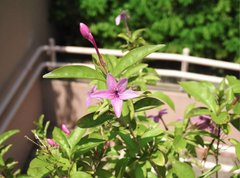Pseuderanthemum laxiflorum
