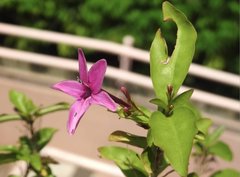 Pseuderanthemum laxiflorum