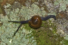 Limacoidei