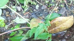 Psolodesmus mandarinus dorothea