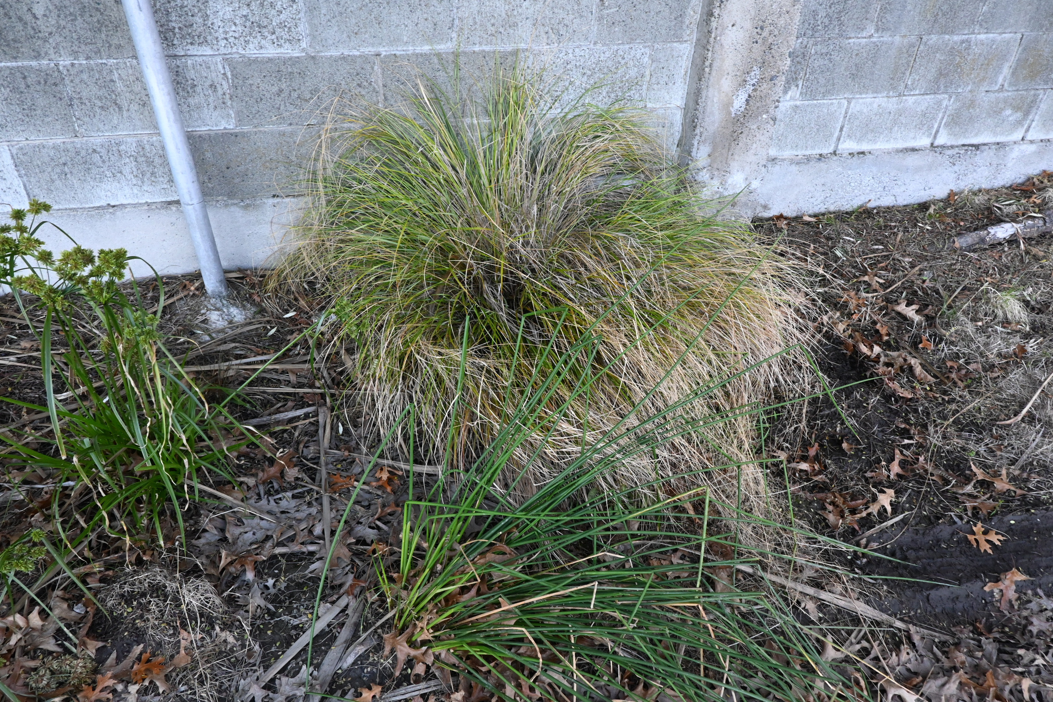 Imagem de Carex comans