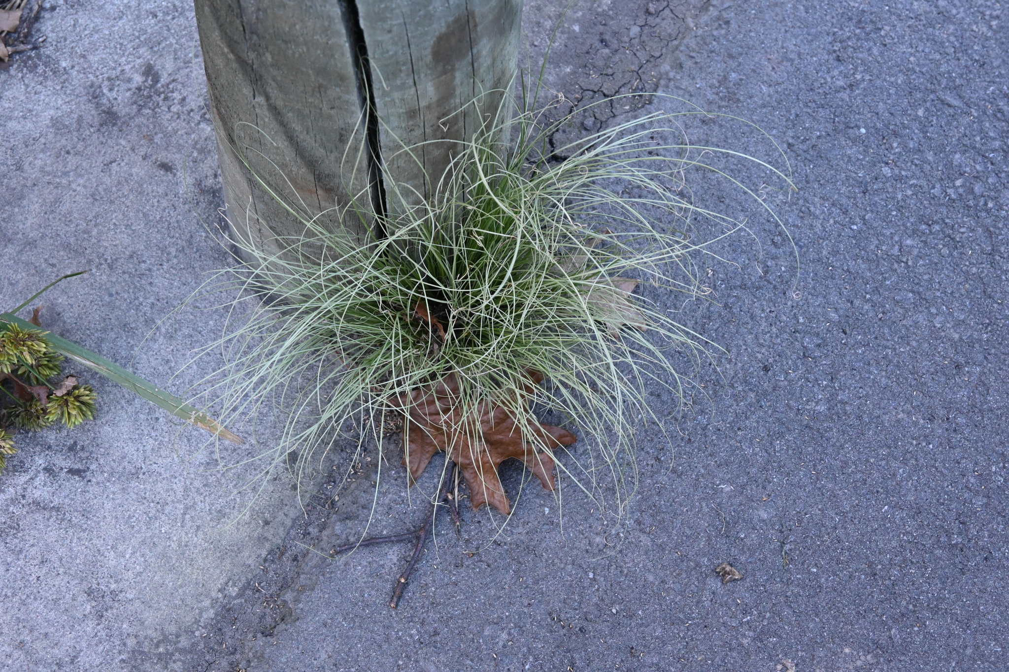 Imagem de Carex comans
