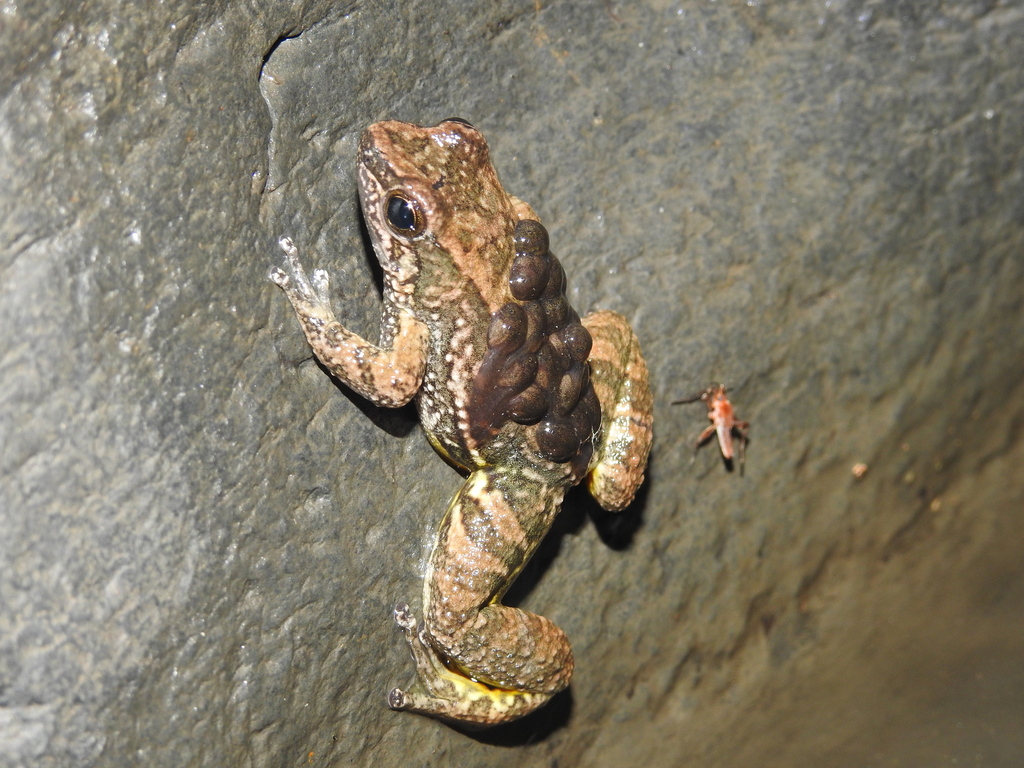 Palm Rocket Frog
