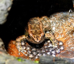 Palm Rocket Frog photo 3