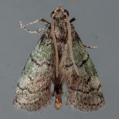 Cacotherapia flexilinealis