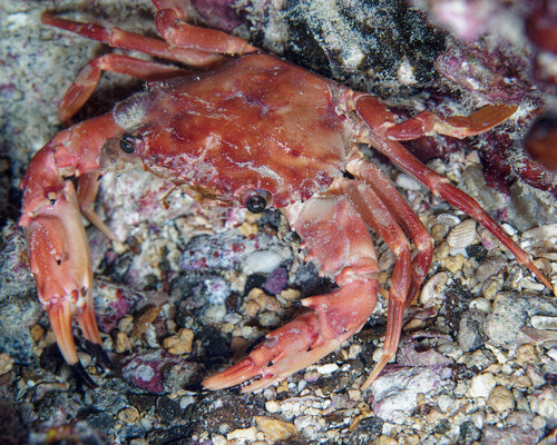 Gonioinfradens paucidentatus, 2025-05-01