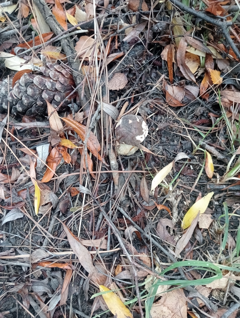 Leccinum scabrum · April 2025 · photo: © louisesheppard (iNaturalist, cc-by)