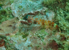 Slender Triplefin photo 2