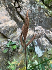 Tectaria harlandii
