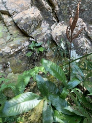 Tectaria harlandii