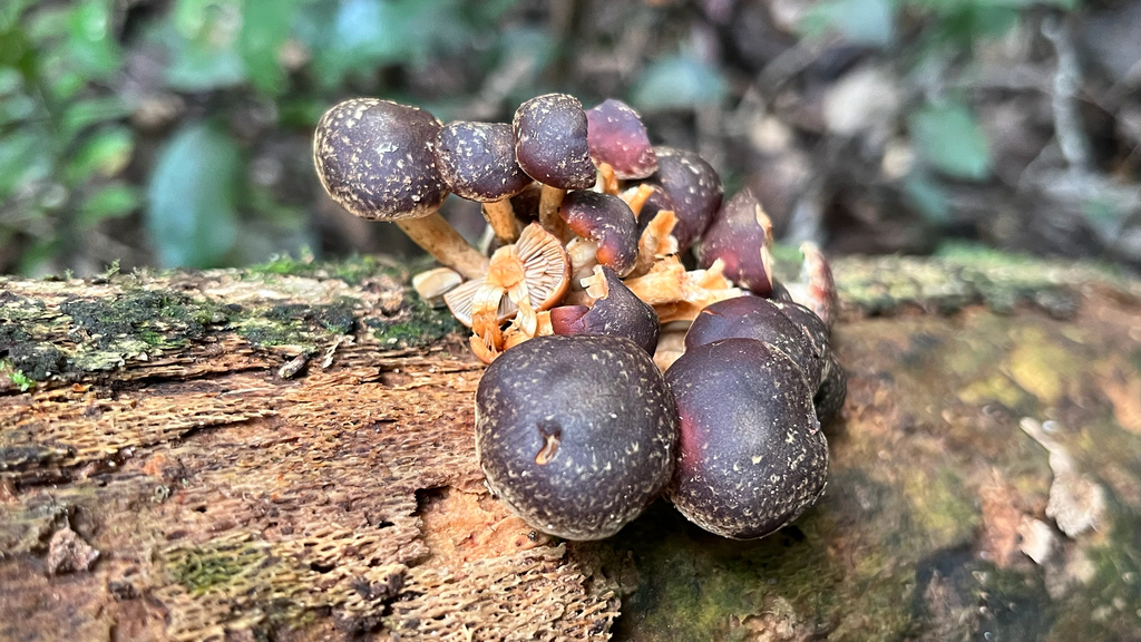 Hypholoma brunneum · May 2025 · photo: © parkecology (iNaturalist, cc-by)