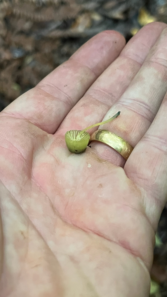 Mycena flavovirens