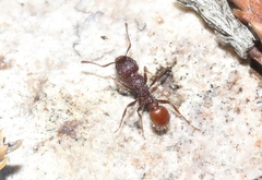 Tetramorium hispidum