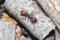 Tetramorium hispidum