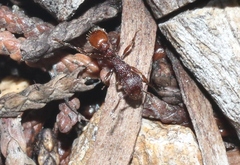 Tetramorium hispidum