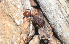 Tetramorium hispidum