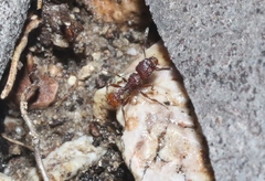 Tetramorium hispidum