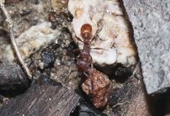 Tetramorium hispidum
