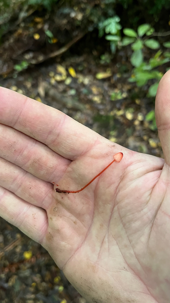 Mycena ura · May 2025 · photo: © parkecology (iNaturalist, cc-by)