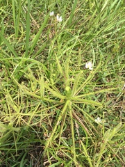 Drosera finlaysoniana