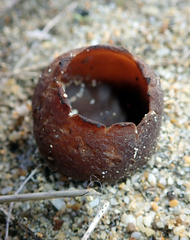 Peziza oceanica