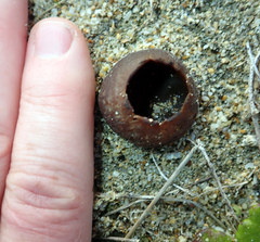 Peziza oceanica