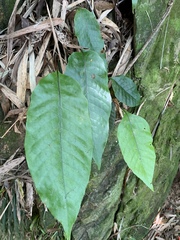 Tectaria harlandii